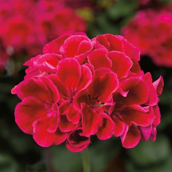 Pelargonium (Interspecific Geranium) - Calliope Multiple Colors