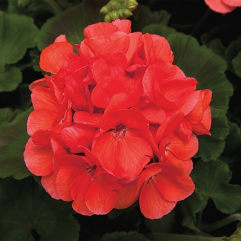 Pelargonium x hortorum (Zonal Geranium) - Rocky Mountain™ 'Salmon'