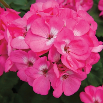 Pelargonium x hortorum (Zonal Geranium) - Rocky Mountain™ 'Pink'