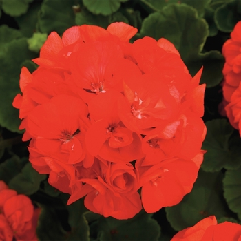 Pelargonium x hortorum (Zonal Geranium) - Rocky Mountain™ 'Orange'