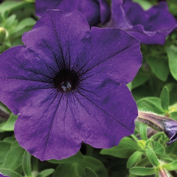Petunia - Sanguna® Blue
