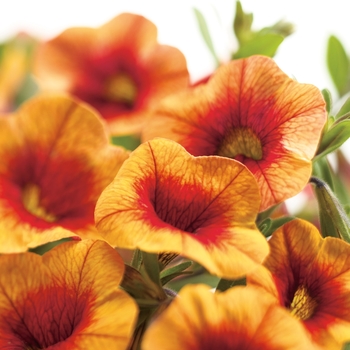 Calibrachoa - Superbells&reg; 'Apricot Punch'