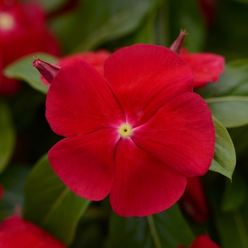 Catharanthus roseus (Vinca, Periwinkle) - Titan™ 'Really Red'