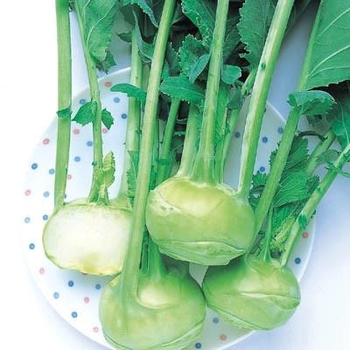 Brassica oleracea var. gongylodes - 'Winner' Kohlrabi