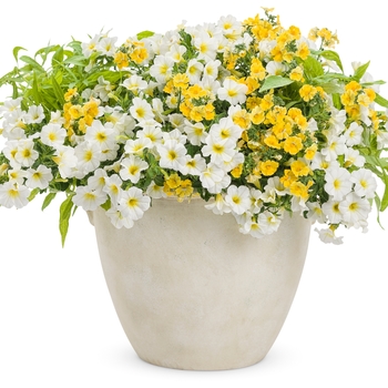 Calibrachoa (Million Bells) - Superbells® 'Over Easy™'