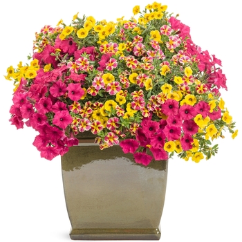 Calibrachoa - Superbells® 'Holy Moly!®'