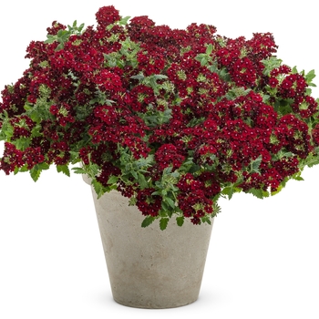 Verbena - Superbena Royale® 'Romance'