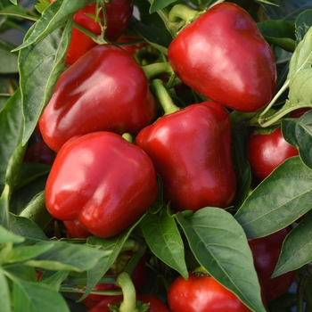 Capsicum annuum - 'Snackabelle' Bell Pepper