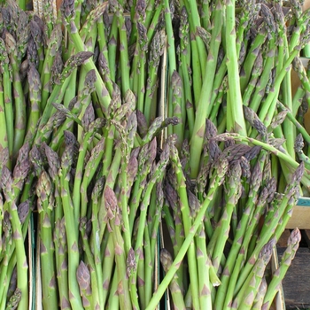 Asparagus officinalis - 'Jersey Giant'