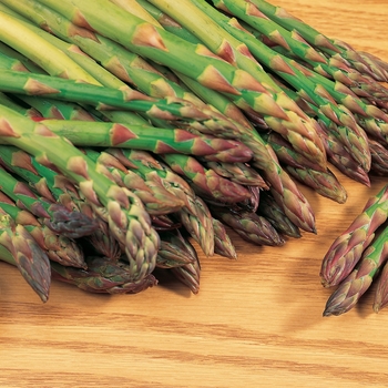 Asparagus officinalis - 'Mary Washington'