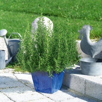 Rosmarinus officinalis - Common Rosemary