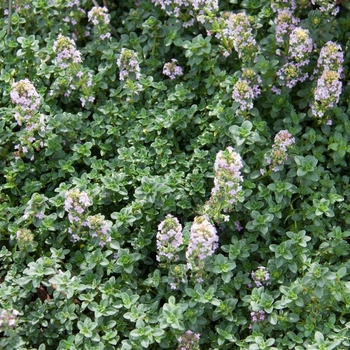 Thymus x citriodorus - Lemon Thyme