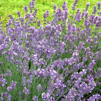 Lavandula angustifolia - 'Munstead' Lavender