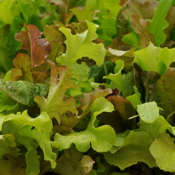 'Gourmet Blend' Lettuce -Lactuca sativa