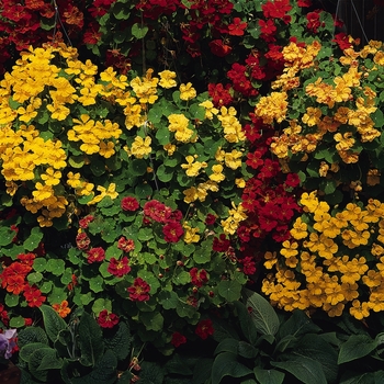 Nasturtium majus - 'Whirlybird Mix'