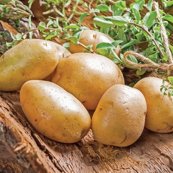 Solanum tuberosum - 'Kennebec' Potato