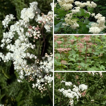 Filipendula - 'Multiple Varieties' 