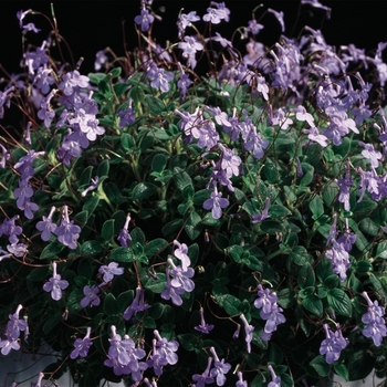 Streptocarpus saxorum - 'Concord Blue' Streptocarpella