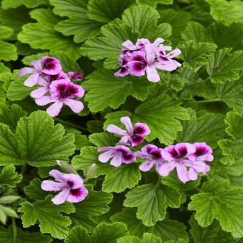 Pelargonium - 'Orange Fizz' Scented Geranium