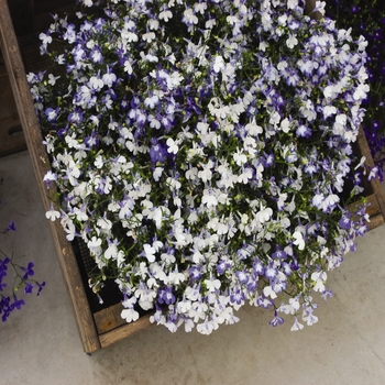 Lobelia erinus - Regatta 'Sky Blue'