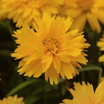 Coreopsis grandiflora - 'Double the Sun' Tickseed