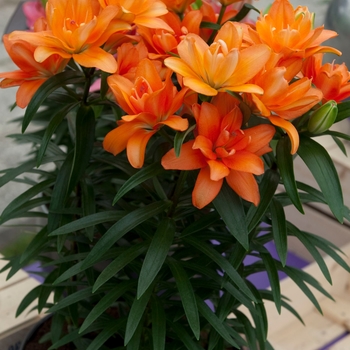 Lilium asiaticum (Asiatic Lily) - Lily Looks 'Tiny Double You'
