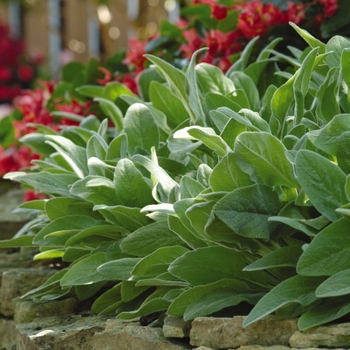 Stachys byzantina - 'Fuzzy Wuzzy' Lamb's Ear