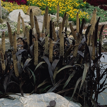 Pennisetum glaucum - 'Purple Majesty' Ornamental Millet