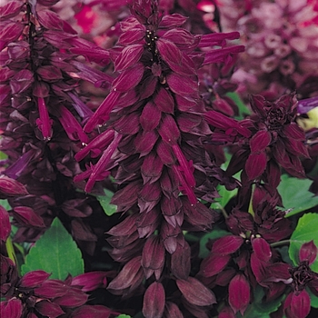 Salvia splendens - Vista™ 'Purple'