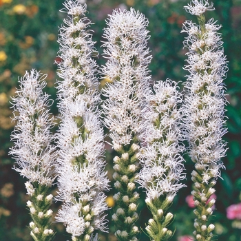 Liatris spicata - 'Alba' Gayfeather