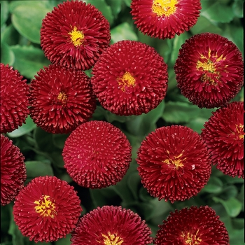 Bellis perennis - Bellissima™ Red