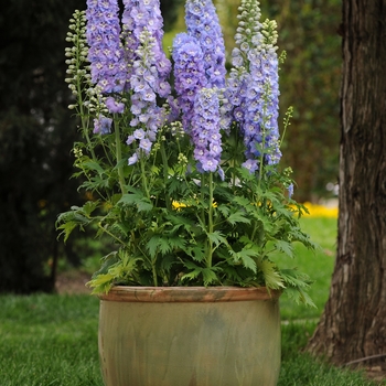 Delphinium elatum - 'Guardian Lavender'