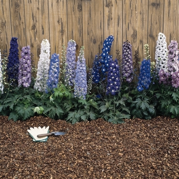 Delphinium elatum - 'Magic Fountain Mix'