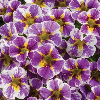 Calibrachoa - Superbells&reg; 'Holy Smokes!&reg;'