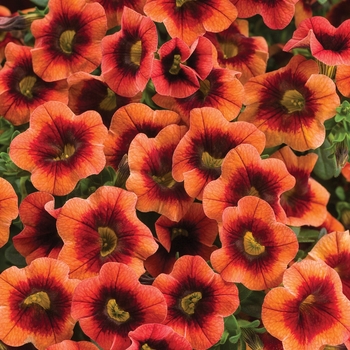 Calibrachoa - Superbells® 'Tangerine Punch™'