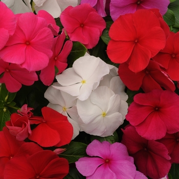 Catharanthus roseus (Vinca, Periwinkle) - Titan™ 'Clear Mix'