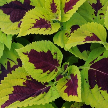 coleus scutellarioides - Kong® 'Lime Sprite'