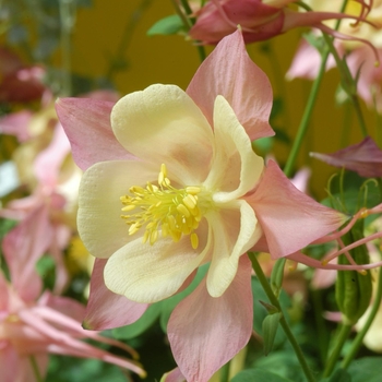 Aquilegia (Columbine) - Swan 'Pink & Yellow'