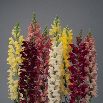 Antirrhinum majus (Snapdragon) - Rocket 'Mix'