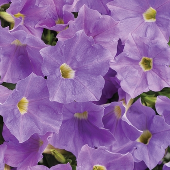 Petunia - Supertunia® 'Blue Skies'