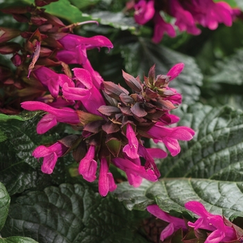 Salvia - Rockin® 'Fuchsia'