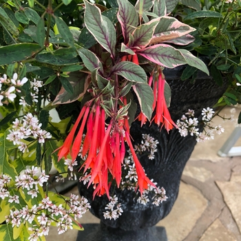 Fuchsia - 'Firecracker' Upright Fuchsia