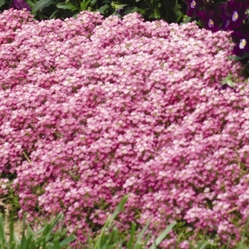 Lobularia maritima (Sweet Alyssum) - Easter Bonnet 'Deep Pink'