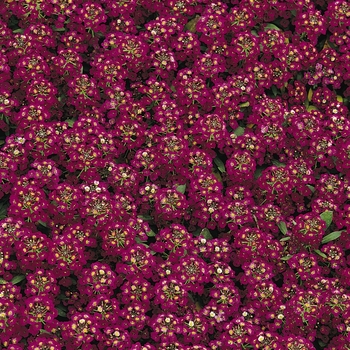 Lobularia maritima (Sweet Alyssum) - Easter Bonnet 'Violet'