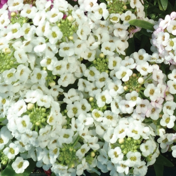 Lobularia maritima (Sweet Alyssum) - Easter Bonnet 'White'