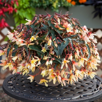 Begonia boliviensis - Bossa Nova® 'Yellow'