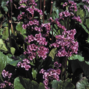 Bergenia cordifolia - 'Red Beauty' Pig Squeak