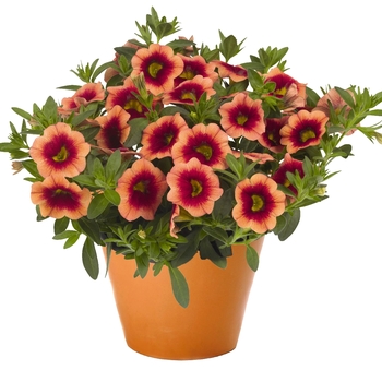 Calibrachoa - 'Hula Orange'