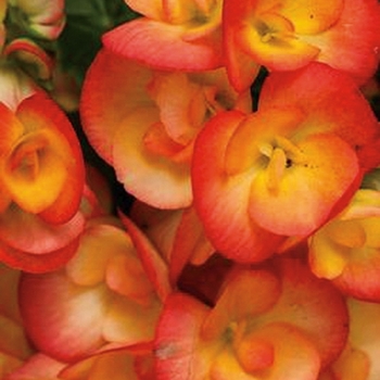 Begonia x hiemalis - 'Amstel Carneval' Rieger Begonia