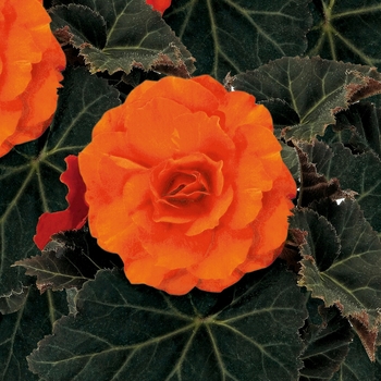 Begonia x tuberhybrida (Tuberous Begonia) - Nonstop® Mocca Deep Orange